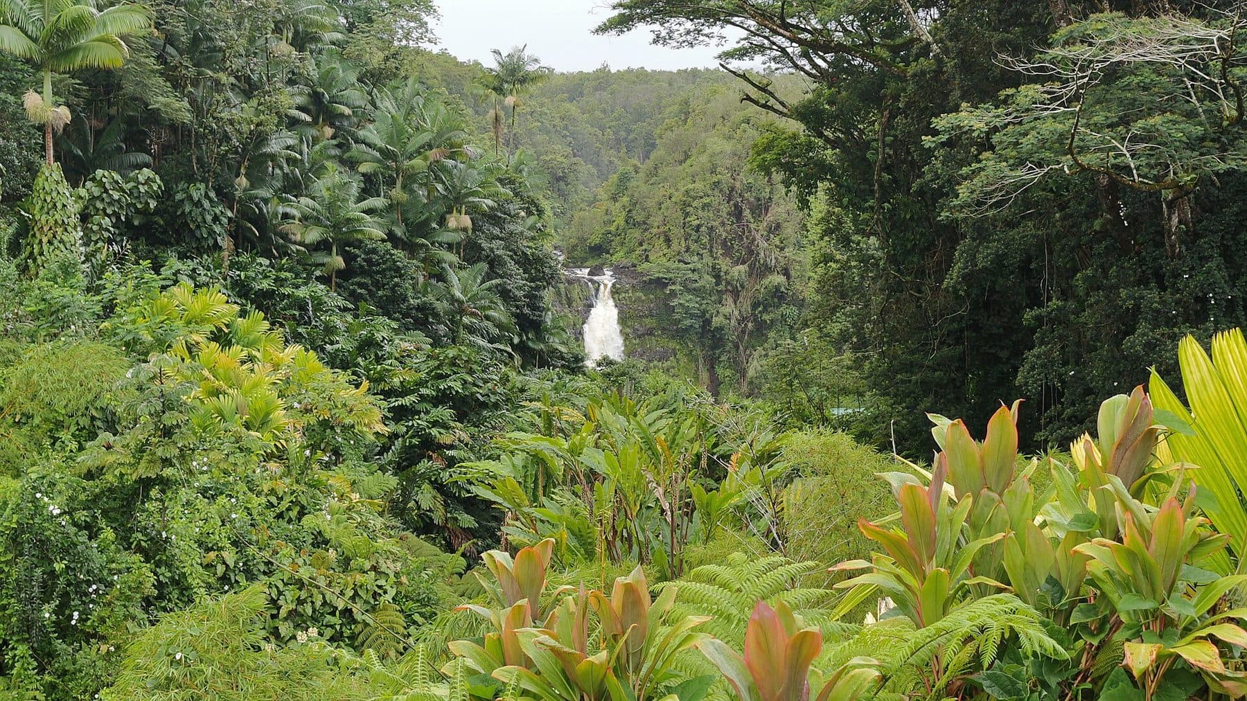 ʻAkaka Falls dropping into a rain-forest gorge in ʻAkaka Falls State Park