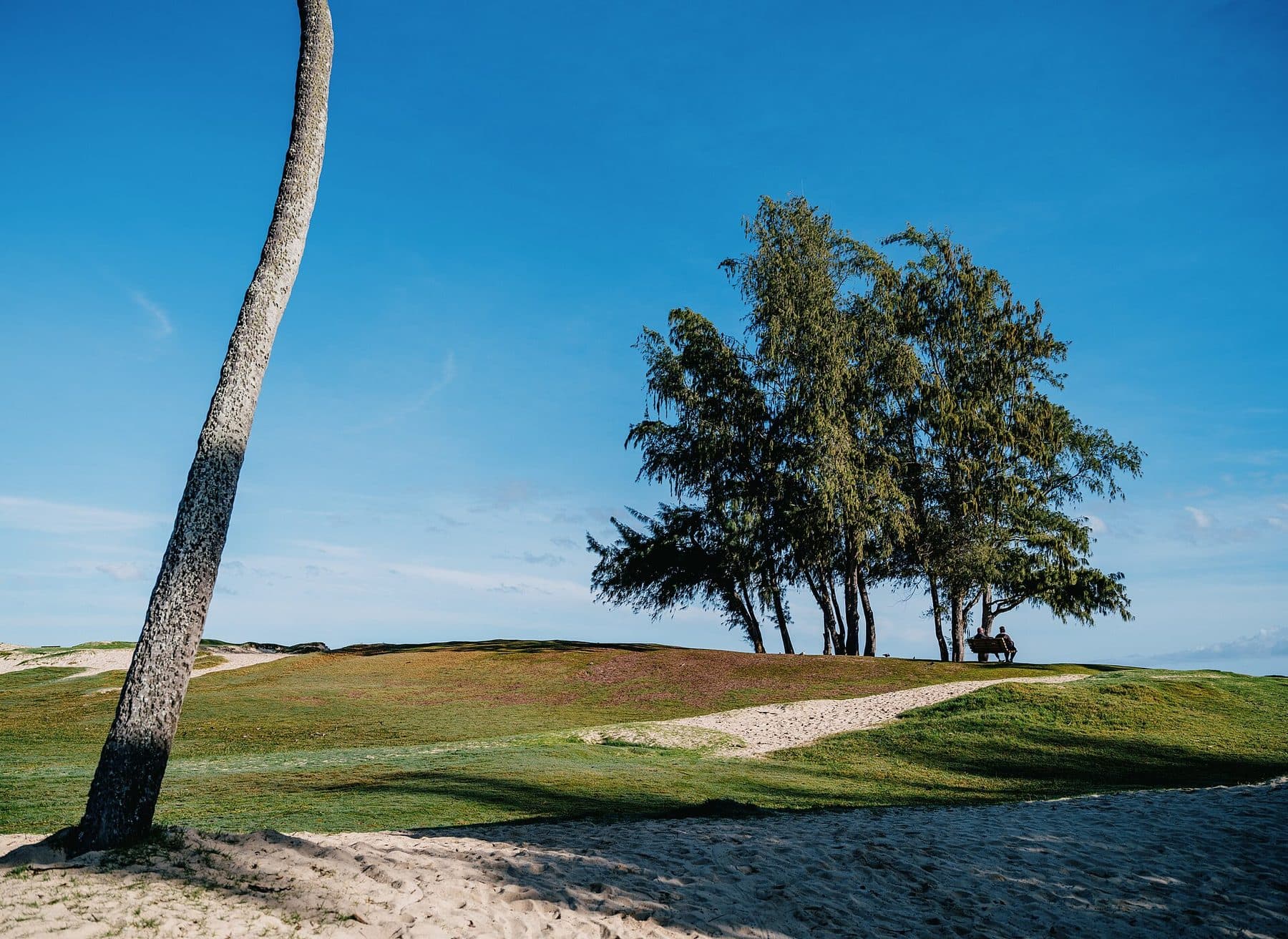 Ironwood trees on the grassy dunes of Kailua Beach Park