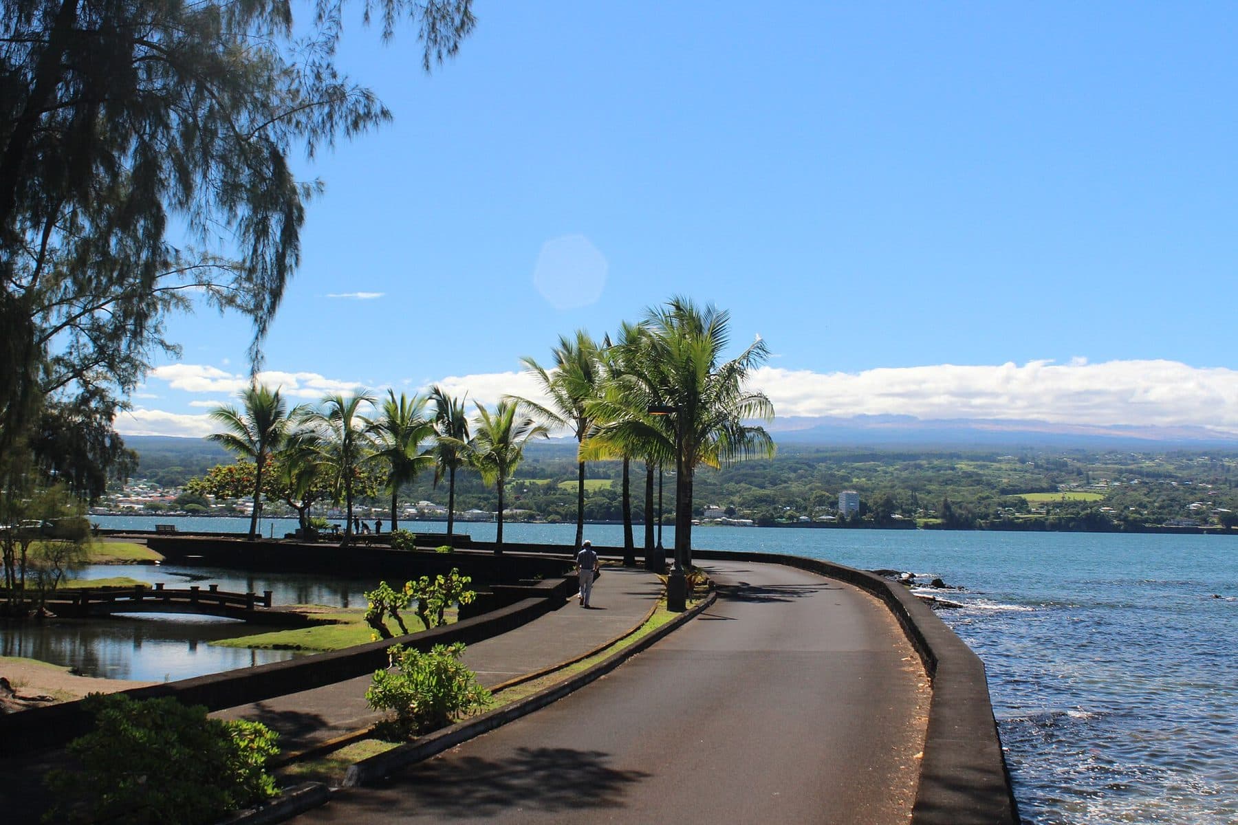 Coconut palms along a seaside path looking across Hilo Bay from Liliʻuokalani Park (the Hilo area, not the hotel)