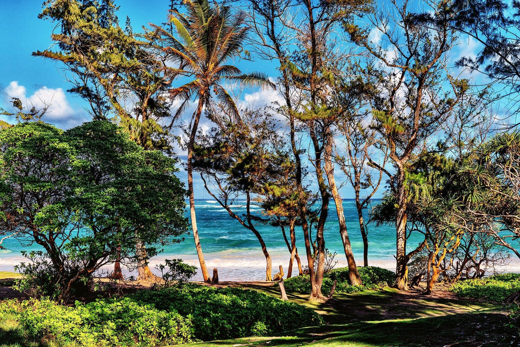 Trees framing the shoreline at Mālaekahana Beach in Kahuku