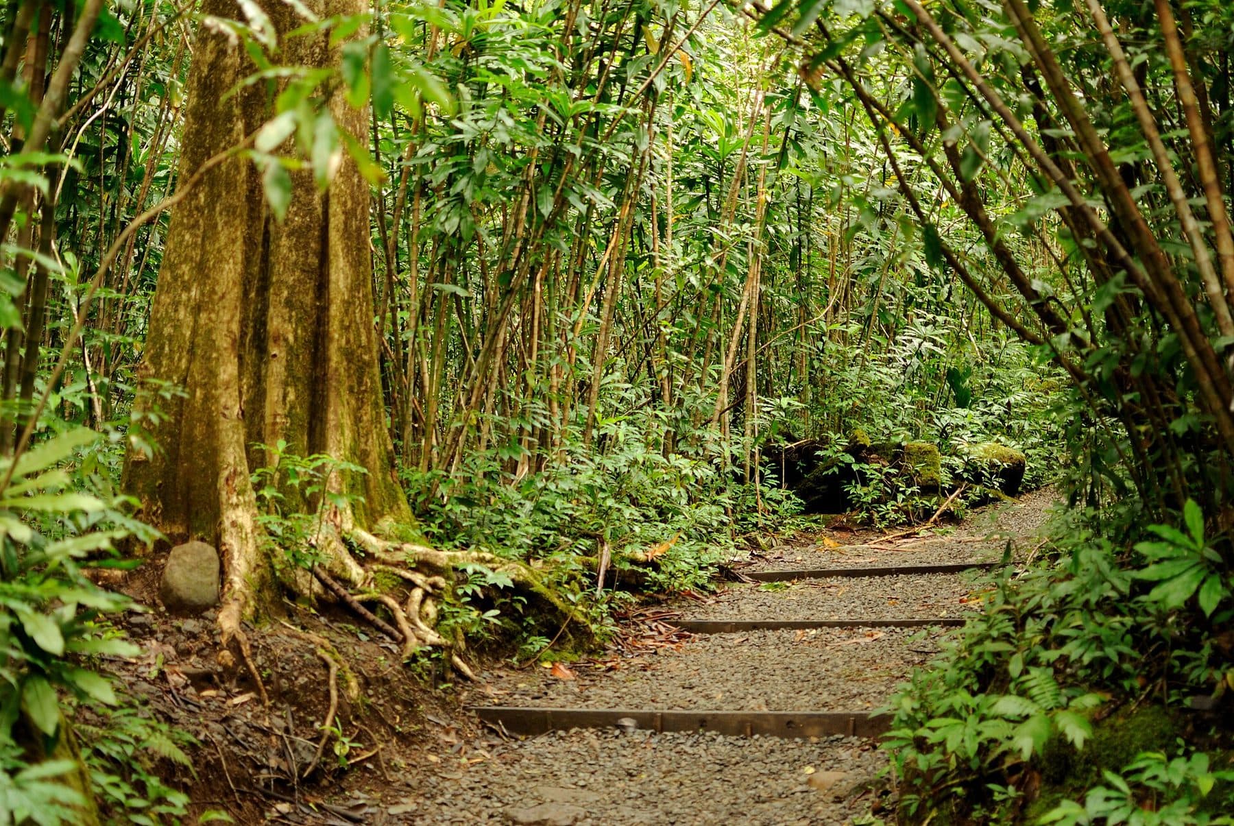 Gravel path through the rainforest on the Mānoa Falls Trail