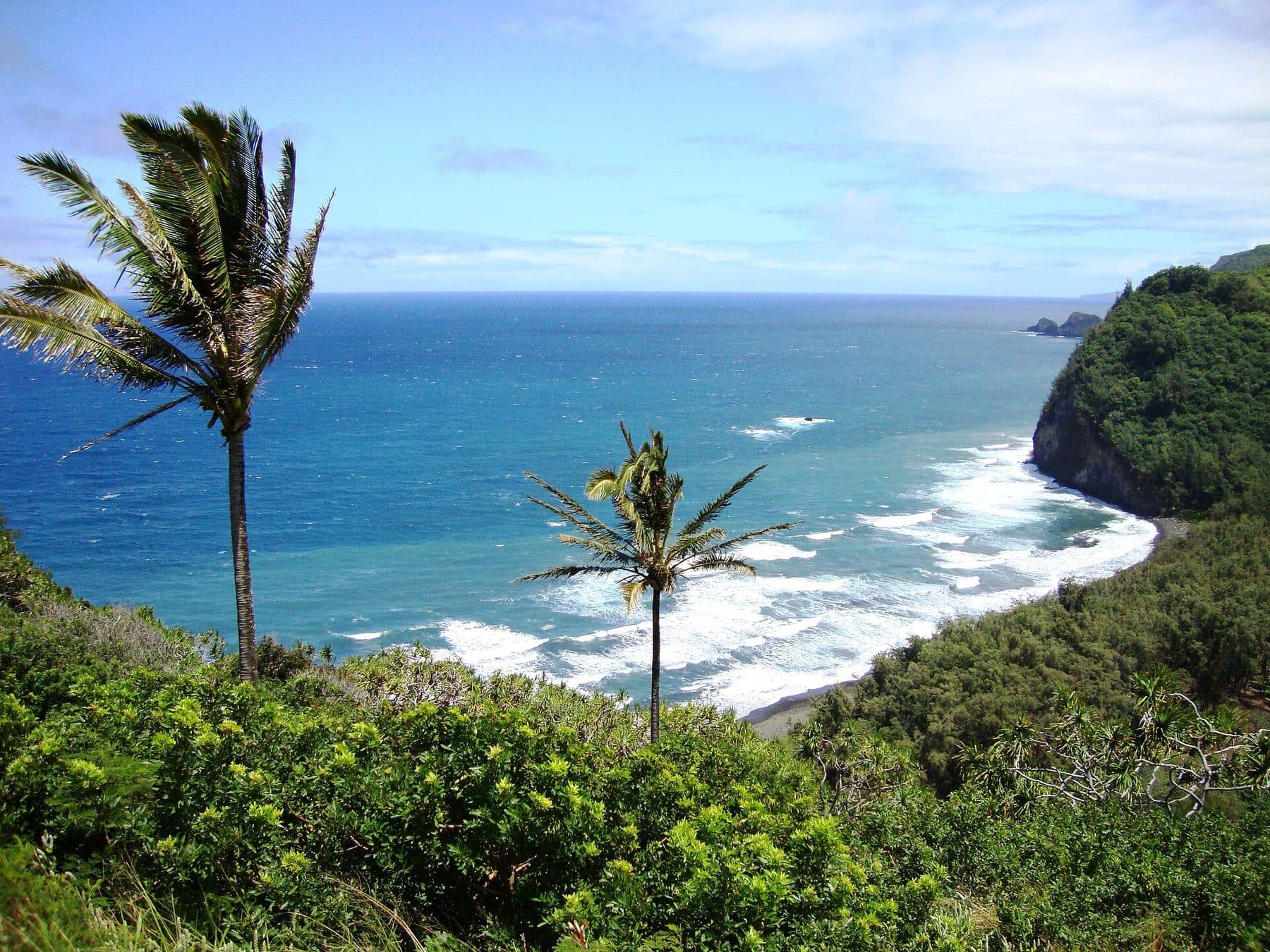 Palms, sea cliffs, and surf seen from the Pololū Valley Lookout in North Kohala