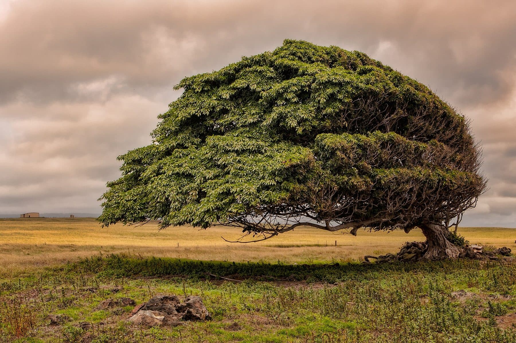 A wind-sculpted tree on the grassy plain at Ka Lae (South Point) in Kaʻū