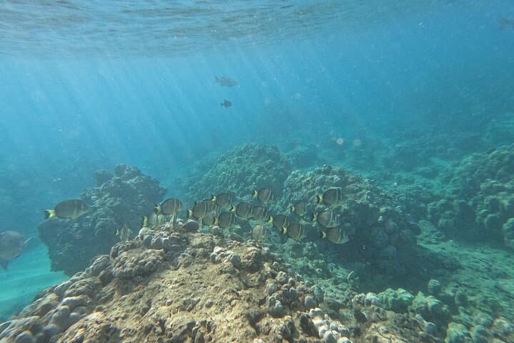 Hanauma Bay Guided Snorkel Tour (tour photo)