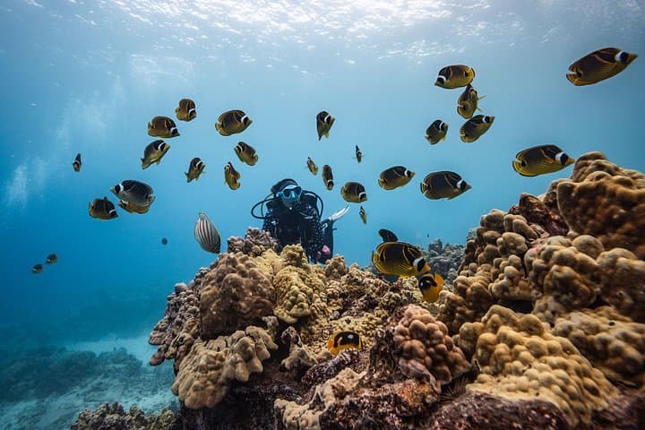 Two-Tank Morning Reef Dive & Snorkel (tour photo)