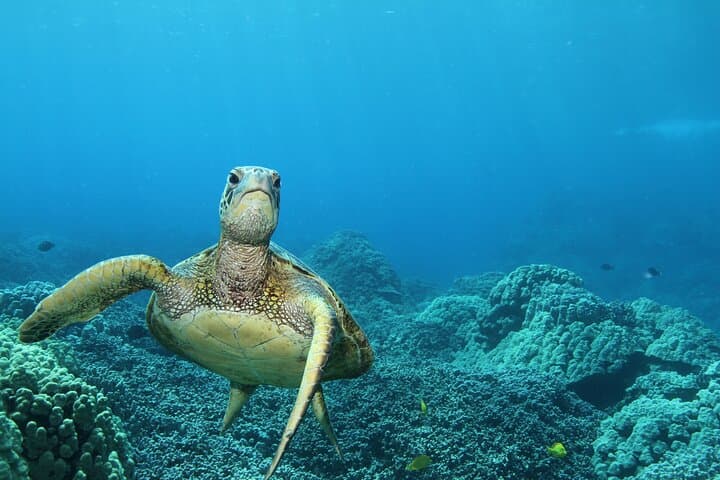 Small-Group Snorkel at Kealakekua Bay (tour photo)