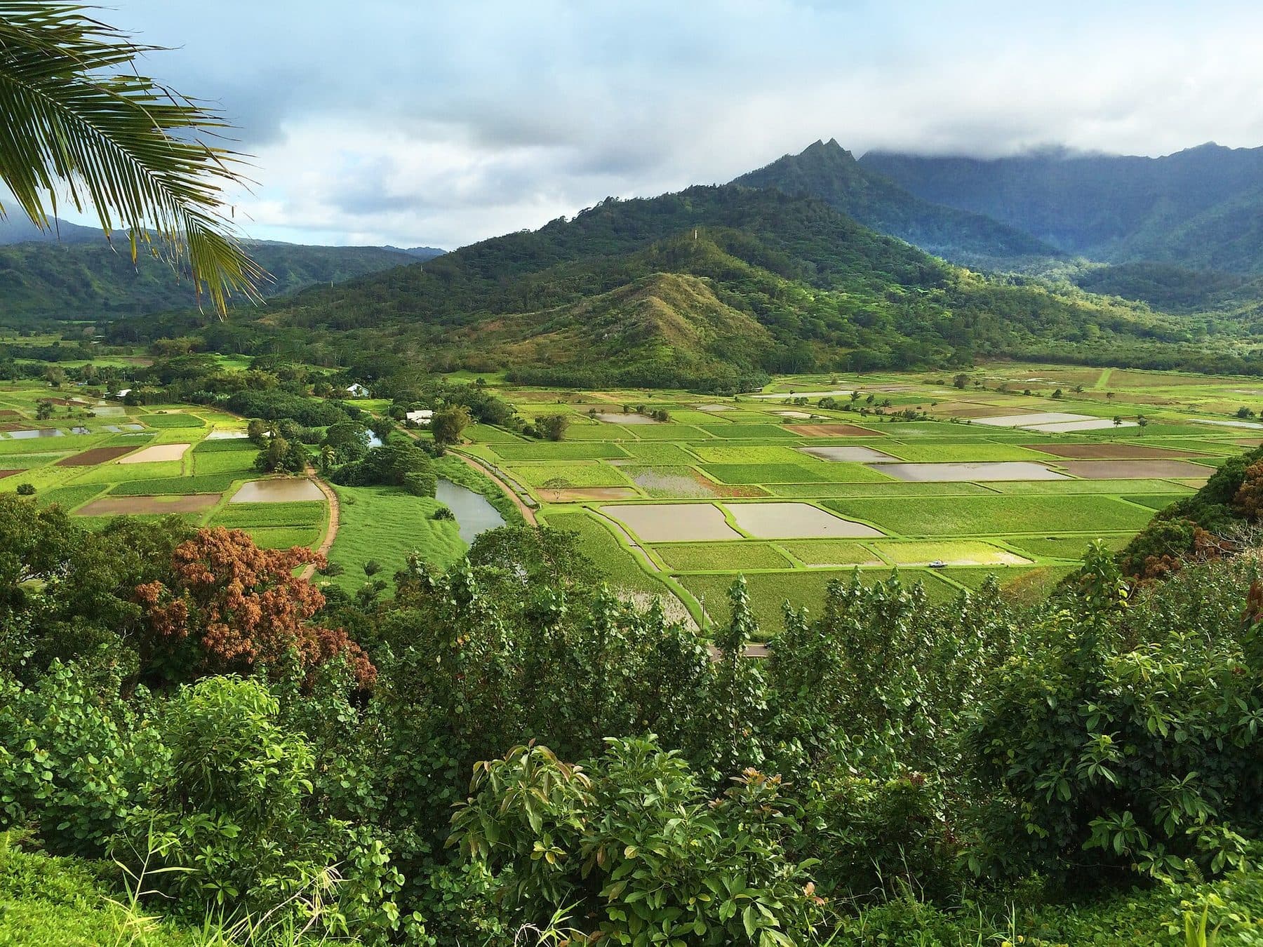 Taro fields filling Hanalei Valley below green mountains, seen from the lookout