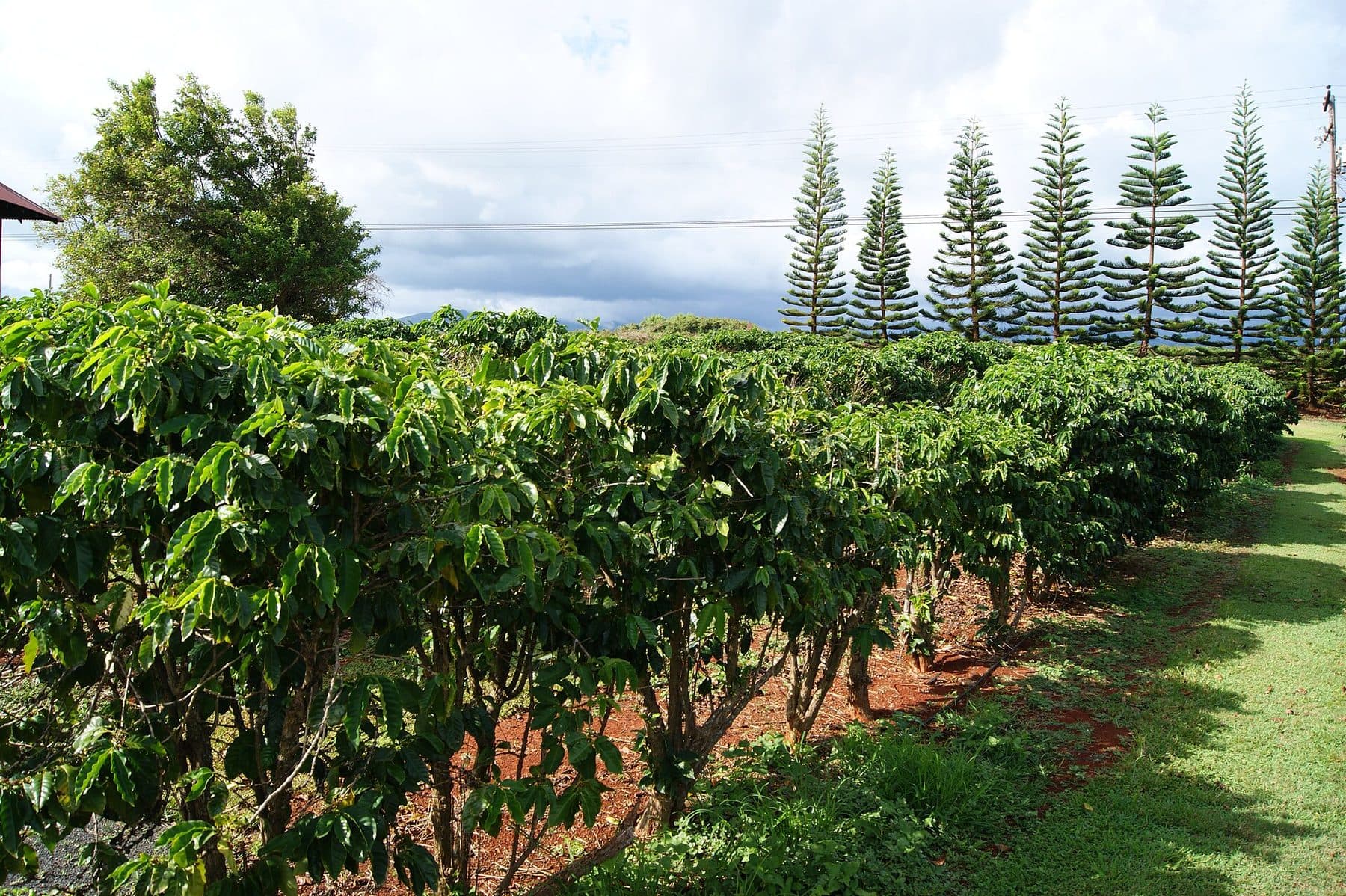 Rows of coffee trees at Kauaʻi Coffee Company, edged by tall pines