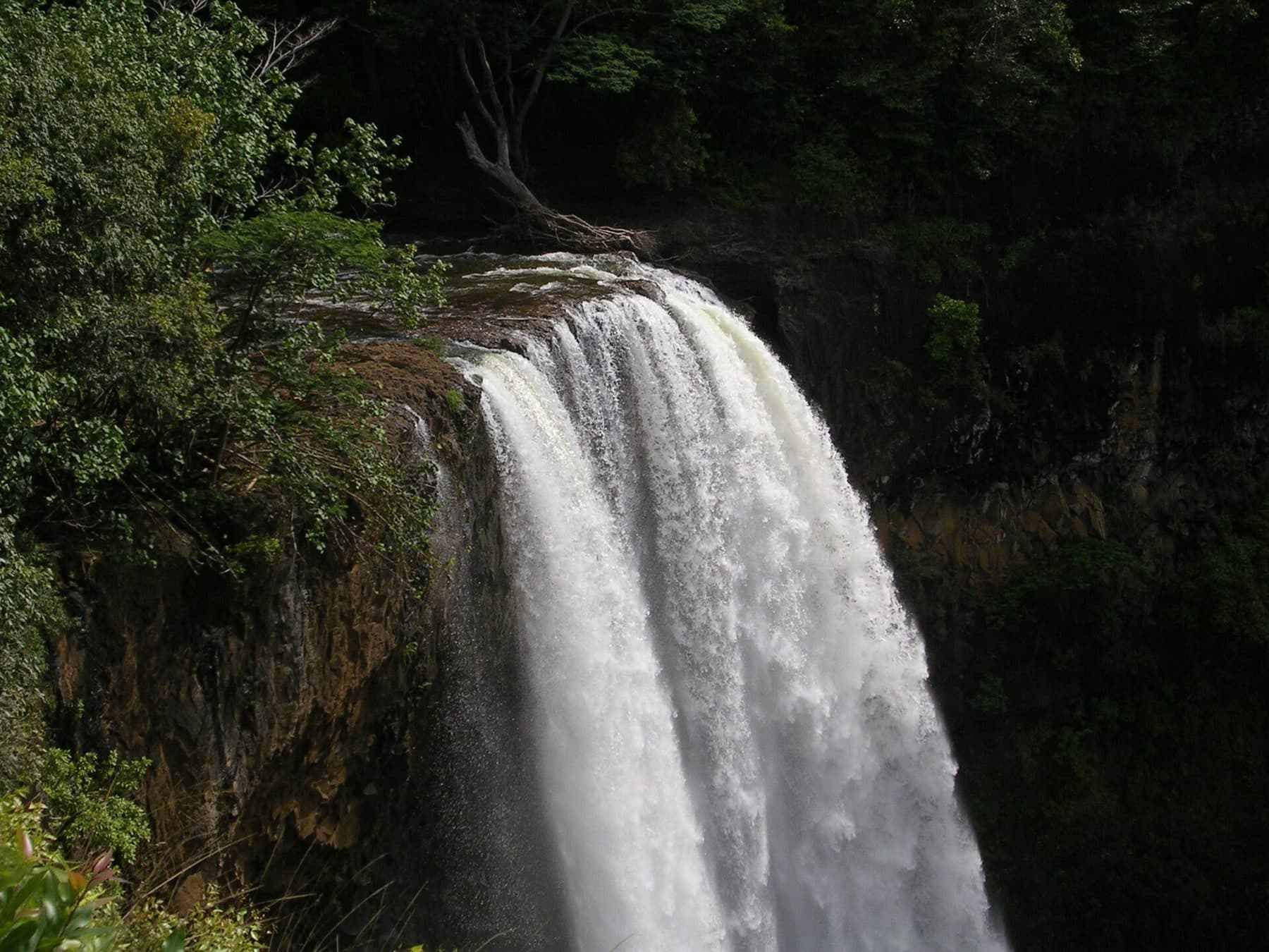 Wailua Falls pouring over a cliff into a pool in a green gorge