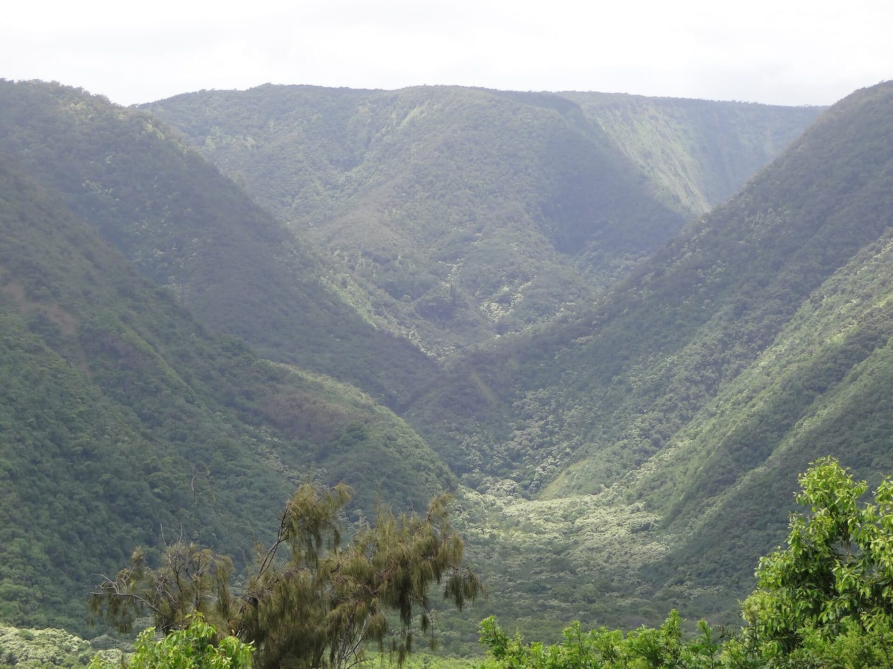Pololū Valley’s green walls seen from the lookout at the end of the road in North Kohala