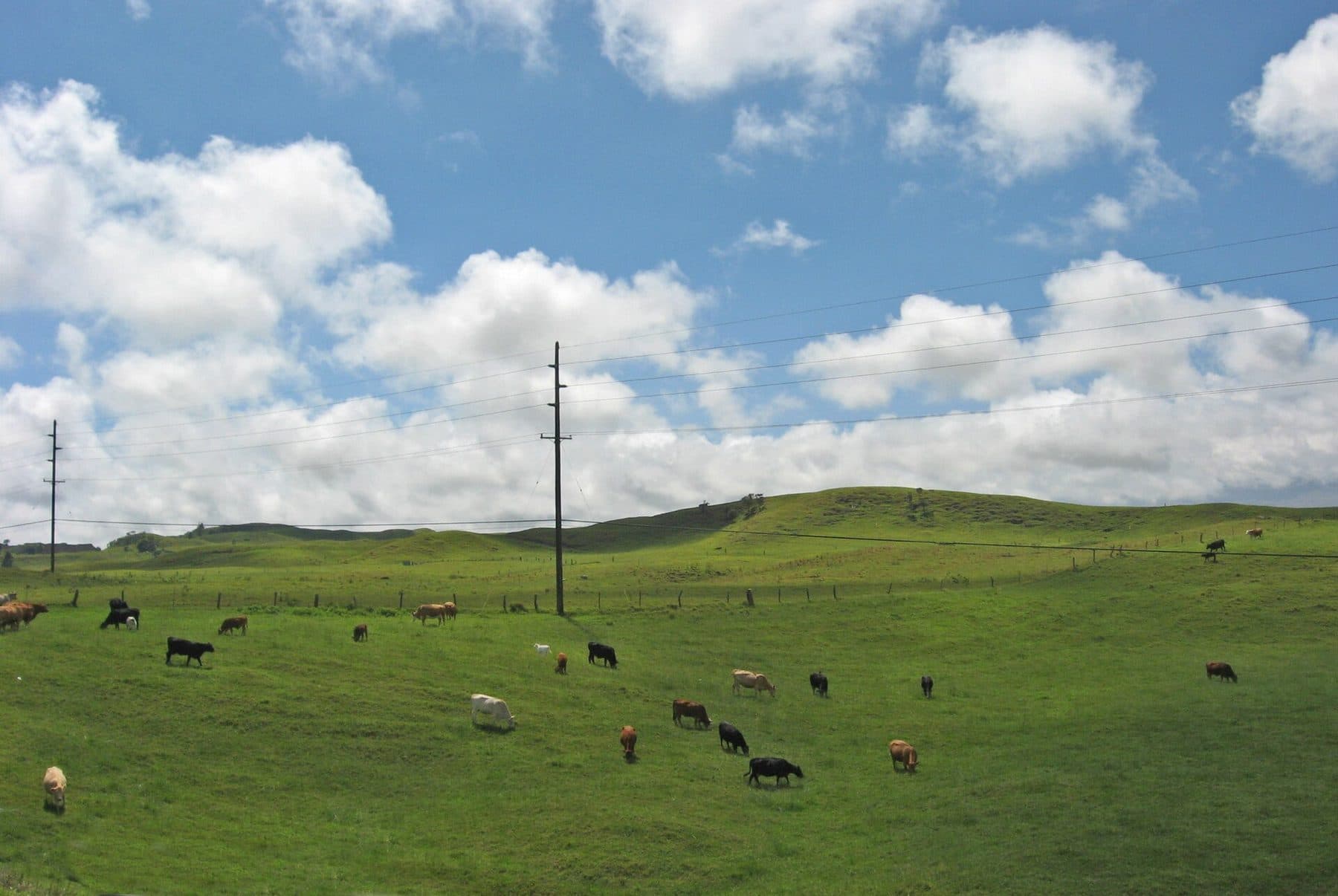 Cattle grazing on green ranch pastures outside Waimea