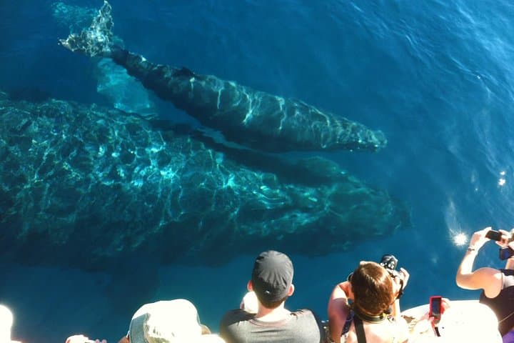Naturalist-Led Whale Watch from Māʻalaea Harbor (tour photo)