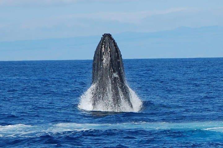 Big Island Whale Watching Tour (tour photo)