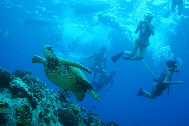 Molokini and Turtle Town Snorkel aboard Pride of Maui (tour photo)
