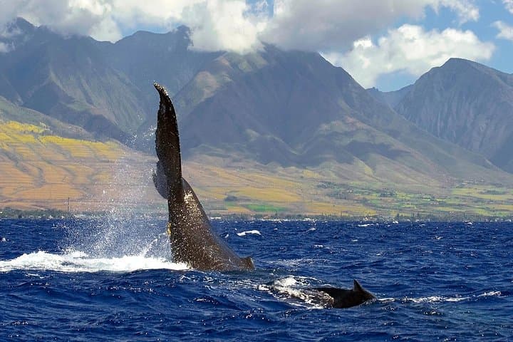Whale Watch aboard the Quicksilver from Māʻalaea (tour photo)