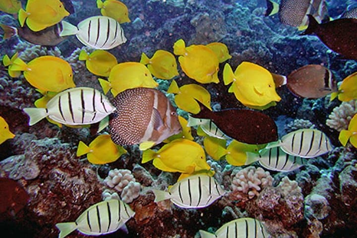 Guided Shore Snorkel in Poʻipū (No Boat) (tour photo)