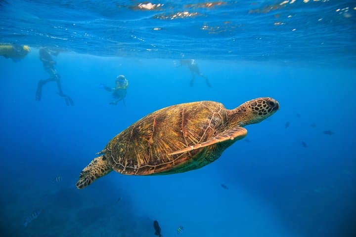 Turtle Canyon Guided Snorkel (tour photo)
