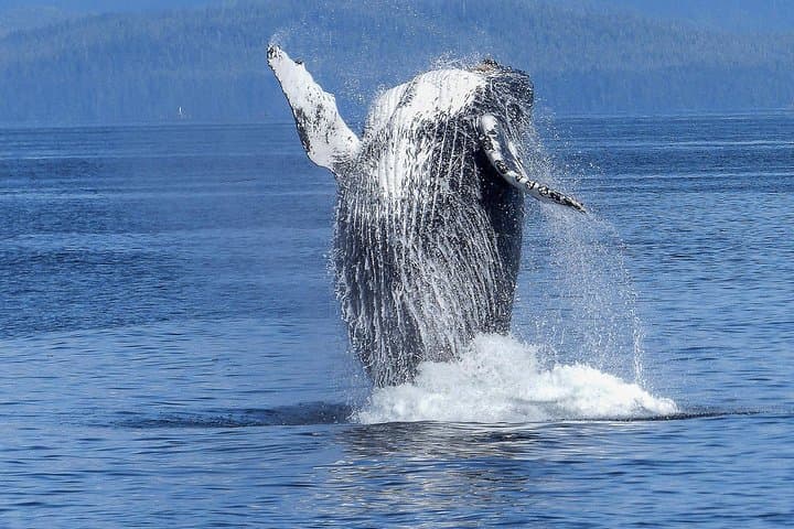 Kona Dolphin & Whale Watch (tour photo)