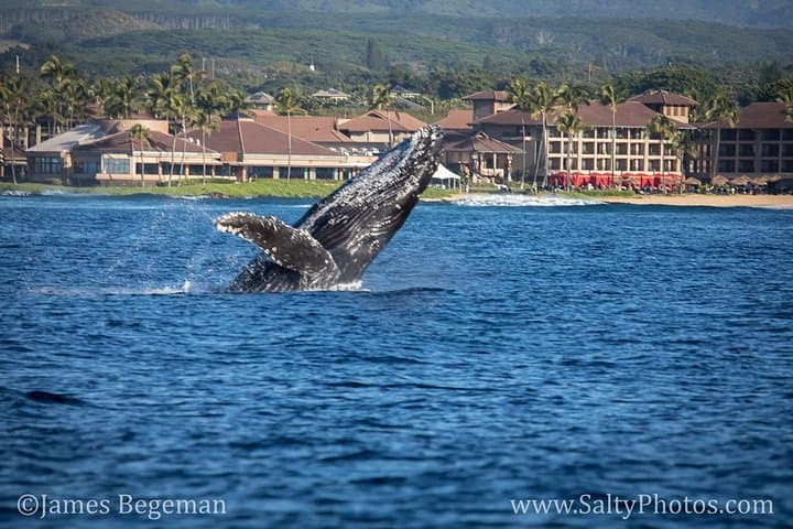 South Side Whale & Dolphin Zodiac Tour (tour photo)