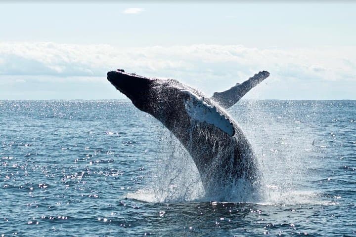Waikīkī Whale-Watching Cruise (tour photo)