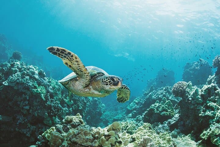 Small-Group Turtle Canyon Snorkel (tour photo)