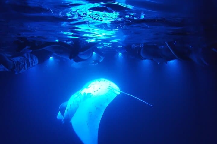 Manta Ray Night Snorkel, Sightings Guaranteed (tour photo)