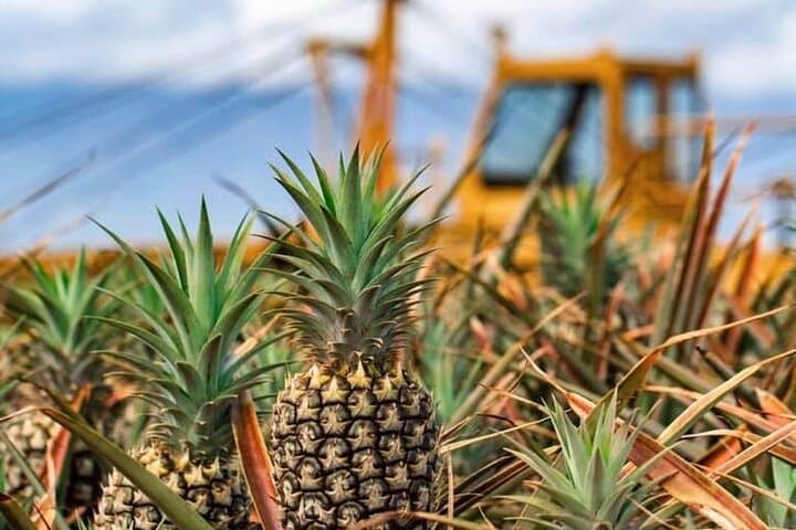 Maui Pineapple Farm Tour in Hāliʻimaile (tour photo)