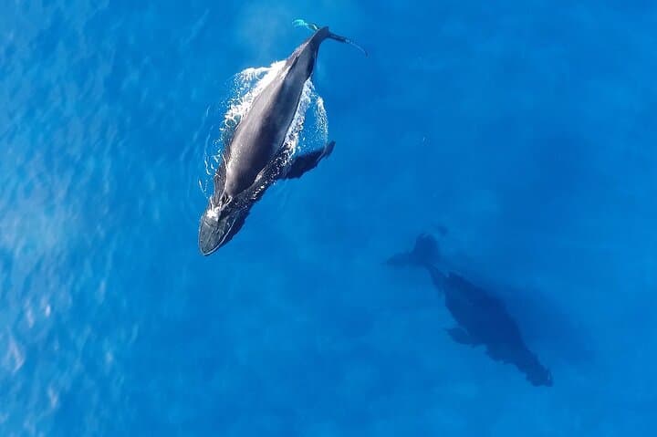 Whale-Watching Cruise with Hula & Waikīkī Trolley (tour photo)