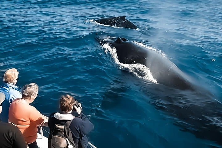 Midday Whale Watching Cruise (tour photo)