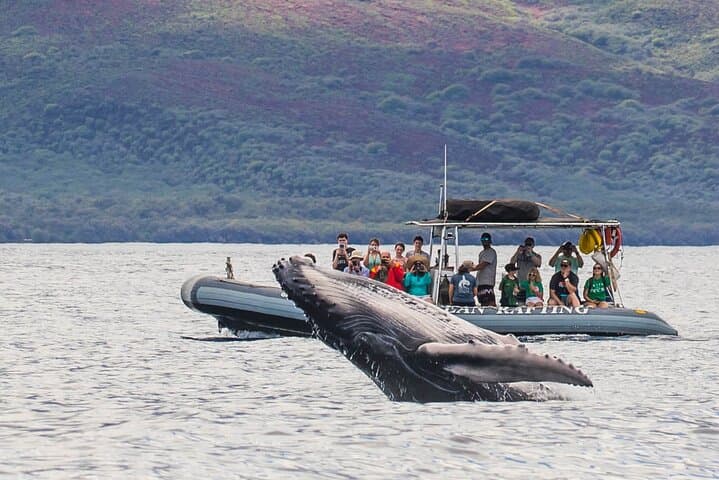 Eye-Level Whale Watch by Eco-Raft from Lahaina (tour photo)