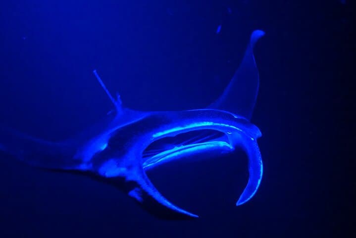 Manta Ray Night Snorkeling Adventure (tour photo)