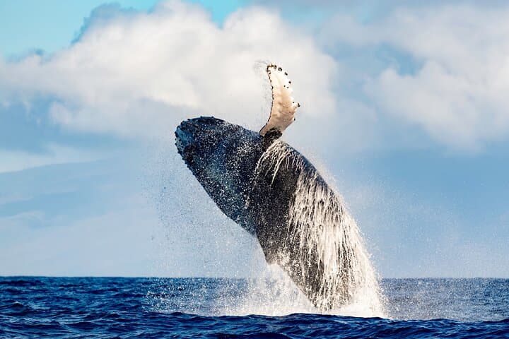 Waikīkī Whale-Watching Trimaran Sail (tour photo)