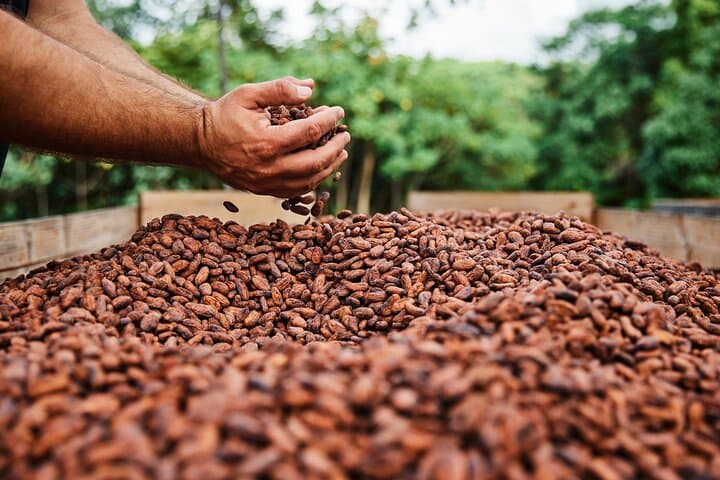 Lydgate Farms Chocolate Tasting Tour (tour photo)