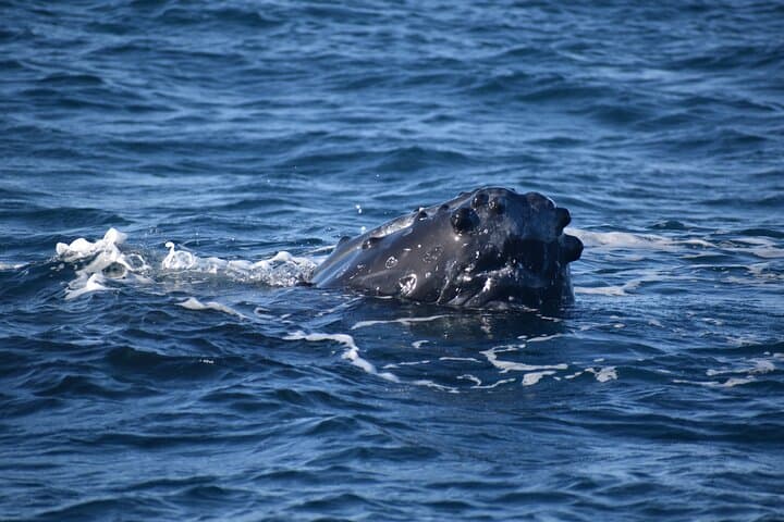 Winter Whale Watching Super Raft (tour photo)