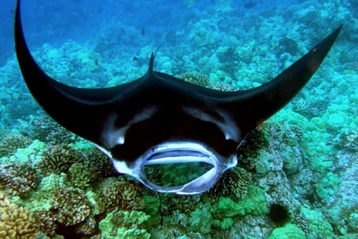 Manta Ray Night Snorkel Tour (tour photo)