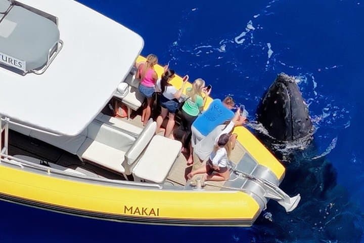 Small-Boat Whale Watch from Mala Boat Ramp (tour photo)